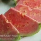 建阳荔枝种苗供应新品种红心芭乐苗、芒果苗、农户**