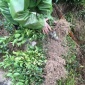 福清油茶苗、全国快递包邮、油茶苗、红心芭乐苗 、农户**