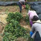 漳州油茶苗袋苗、供应红心芭乐苗、红花油茶苗、优惠出售